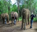 elephant sanctuary 1